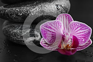 Spa stones and beautiful orchid flower on dark background, closeup