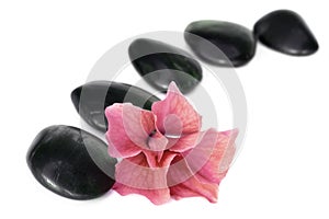 Spa Stones and Flower