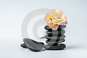 Spa stones and flowers on the white background close up