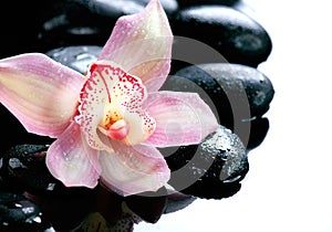 Spa stones and orchid flower on white