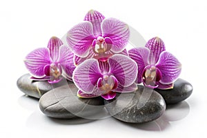 Spa Stones and Orchid Flowers Isolated on White