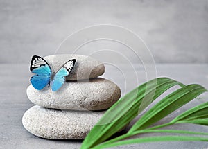 Spa stones with palm branch and butterfly on grey background.