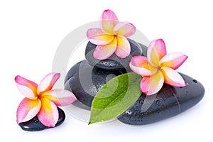 Spa stones and plumeria