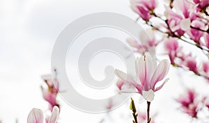 Spa time. magnolia blooming tree., natural floral background. beautiful spring flowers. pink magnolia tree flower. new