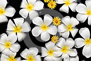 Spa , wellness & aromatherapy concept,beautiful flowers