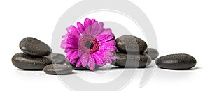 Spa and wellness - black massage stones with purple flower isolated on white background