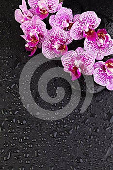 Spa, wellness and massage composition background border. Orchid flowers with black zen stones