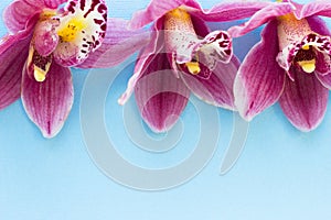 Spa and wellness setting with orchid flower, oil on wooden blue background closeup top view