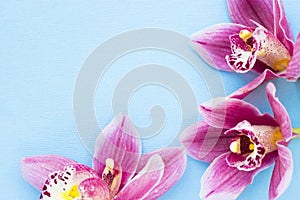 Spa and wellness setting with orchid flower, oil on wooden blue background closeup top view