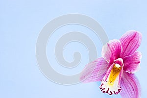 Spa and wellness setting with orchid flower, oil on wooden blue background closeup top view