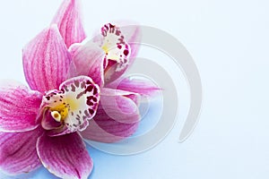 Spa and wellness setting with orchid flower, oil on wooden blue background closeup top view