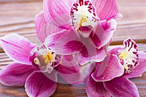 Spa and wellness setting with orchid flower, oil on wooden boards background closeup top view