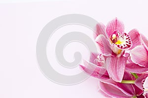 Spa and wellness setting with orchid flower, oil on wooden white background closeup top view