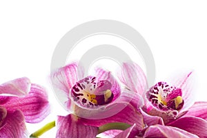 Spa and wellness setting with orchid flower, oil on wooden white background closeup top view