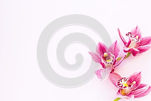 Spa and wellness setting with orchid flower, oil on wooden white background closeup top view