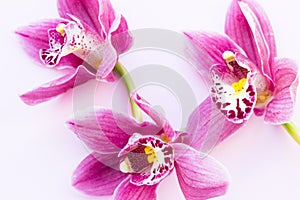 Spa and wellness setting with orchid flower, oil on wooden white background closeup top view