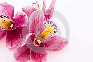 Spa and wellness setting with orchid flower, oil on wooden white background closeup top view