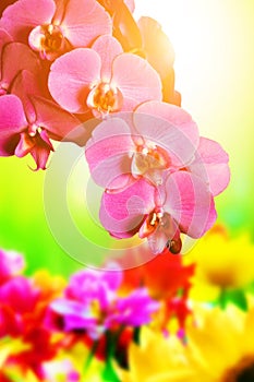 Spa, zen, wellness composition. Orchid flowers