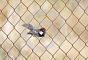 Spaanse Mus, Spanish Sparrow, Passer hispaniolensis