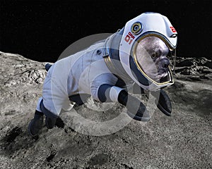 Space Dog, Moon Walk, Astronaut, Lunar Surface