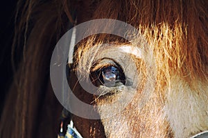 Space in the eyes of a beautiful red Icelandic pony.