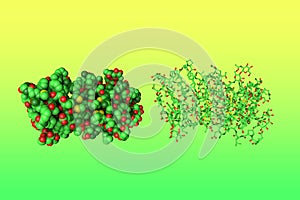 Space-filling and ball-and-stick molecular model of human chorionic gonadotropin, a hormone produced primarily by the