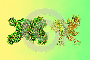 Space-filling molecular model and crystal structure of the human Complement C3b in complex with Smallpox Inhibitor of photo