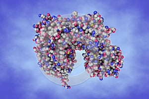 Space-filling molecular model of human collagenase-3. 3d illustration