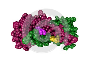 Space-filling molecular model of human galectin-14, a sugar binding protein. Rendering with differently colored protein