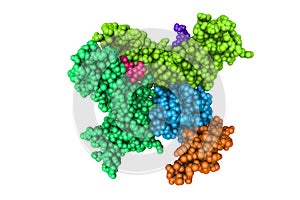 Space-filling molecular model of human interleukin-15 quaternary complex isolated on white background. Rendering with