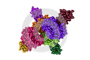 Molecular model of human mesotrypsin in a complex with bovine pancreatic trypsin inhibitor. Rendering with differently photo