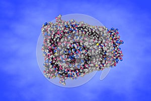 Space-filling molecular model of human pannexin 1, one of the glycoproteins that form functional single membrane