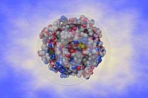 Space-filling molecular model of human thrombin-inhibitor complex. Atoms are shown as spheres with color coding: carbon