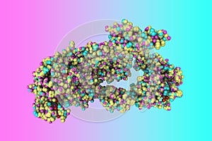 Space-filling molecular model of the insulin receptor ectodomain in complex with one insulin molecule on colorful