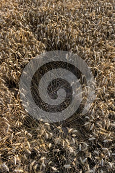 Space Gape Field Wheat Above Copy Harvest Agriculture Center Text photo