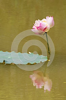 Space lotus and Reflection