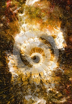 Space and stars with flower, color galaxi