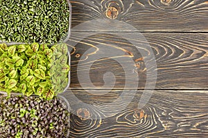 Space for text on a wooden background. Boxes with microgreens on the edge