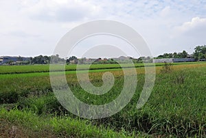 Spacious and green rice fields