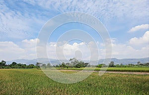 Spacious and green rice fields