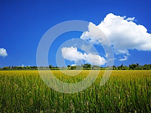 Spacious paddy fields, rice stalks, golden yellow. Bright green rice leaves. The sky is bright blue and white clouds. Rice fields