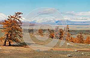 Spacious valley, larch trees and mountains on the horizon