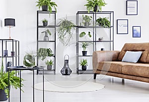 Spacious white living room with urban jungle on black metal shelf and whit brown leather couch