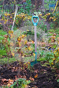 Spade in soft dirt in overgrown garden on a rainy autumn day