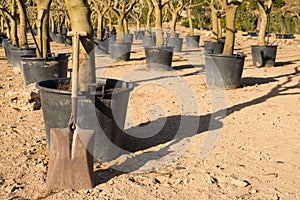 Spade in a tree nursery