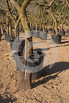 Spade in a tree nursery