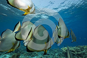 Spadefish and ocean