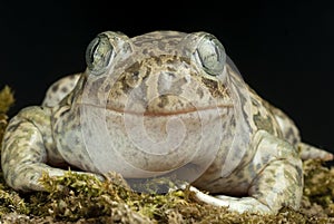 Spadefoot toad, Pelobates cultripes, amphibian photo