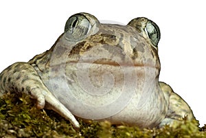Spadefoot toad, Pelobates cultripes, photo