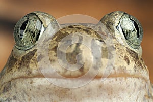 Spadefoot toad, Pelobates cultripes, amphibian photo